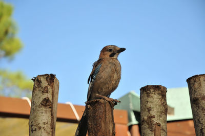 Low angle view of bird perching on wooden post