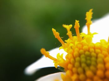 Close-up of yellow flowering plant