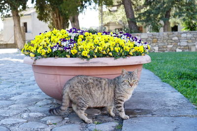 View of cat on footpath