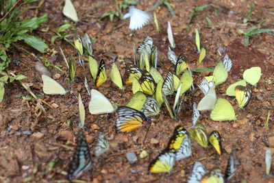 High angle view of dry leaves on field