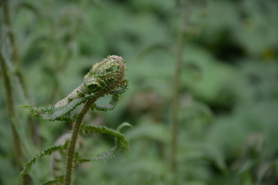 Close-up of flowering plant