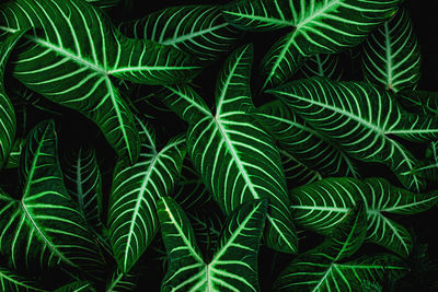 Full frame shot of tropical leaves