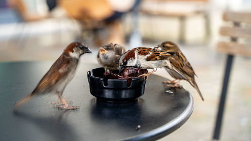 Close-up of of birds ona cafe table