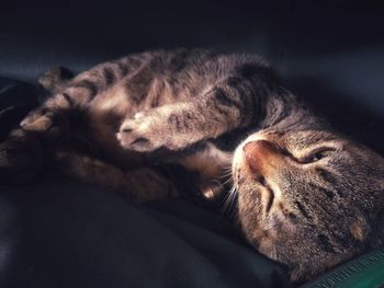 Close-up of cat sleeping on bed