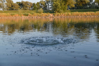 View of birds in lake