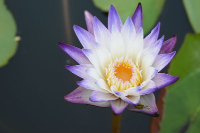 Close-up of purple water lily