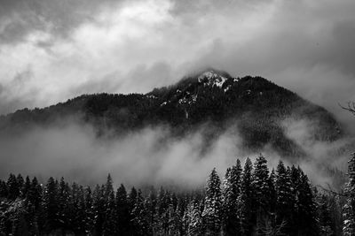 Panoramic view of pine trees against sky