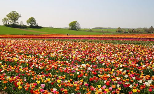 Red flowering plants on field against sky