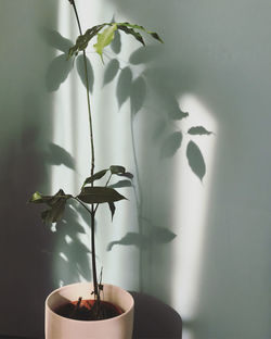 Plant and shadows