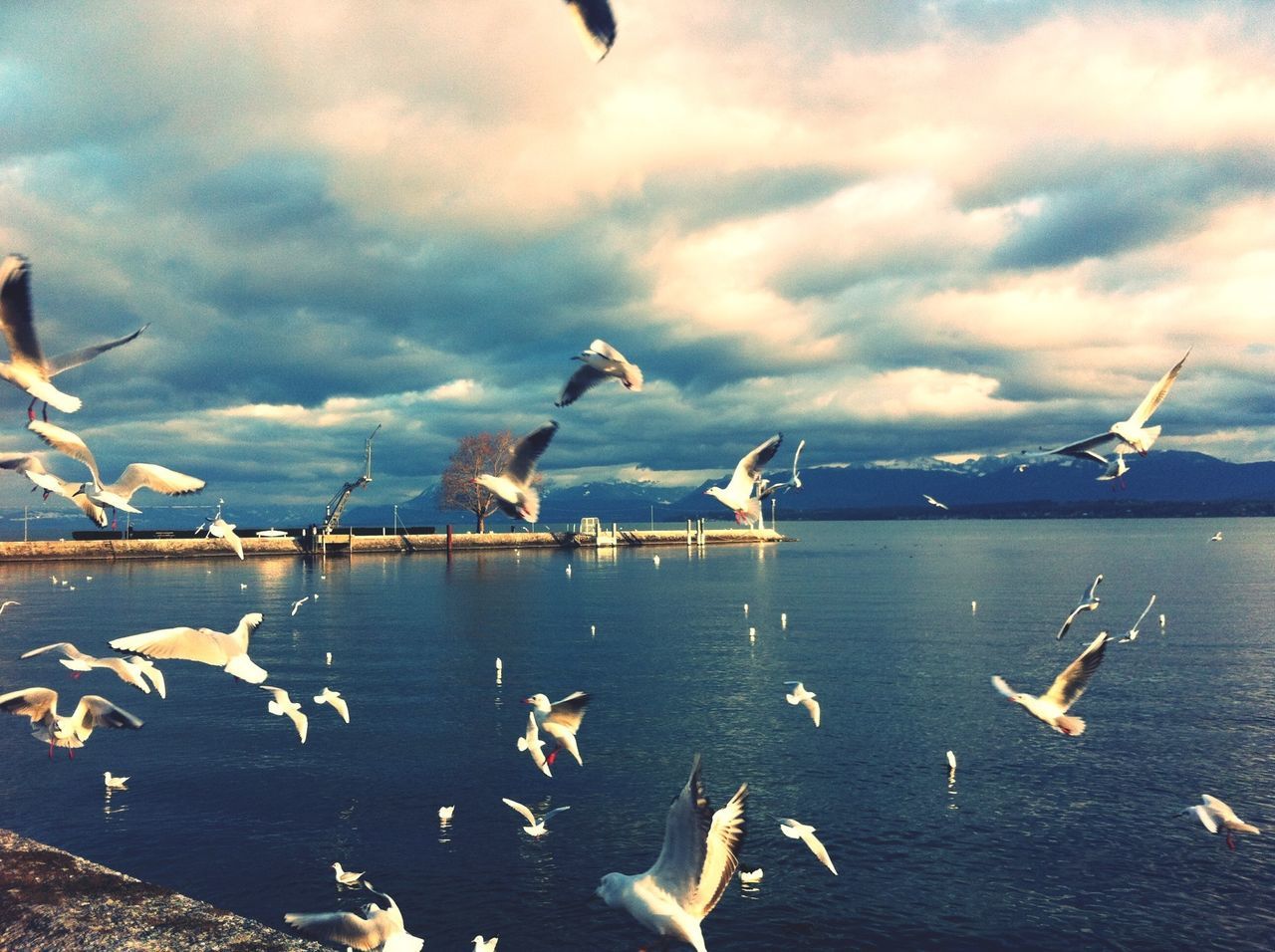 bird, animal themes, animals in the wild, wildlife, flying, water, seagull, sky, flock of birds, cloud - sky, spread wings, medium group of animals, cloudy, sea, nature, cloud, lake, beauty in nature, mid-air