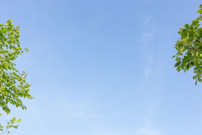 Low angle view of trees against blue sky
