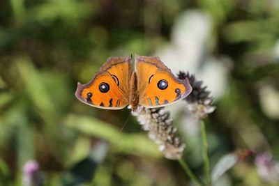 Butterfly pollinating flower