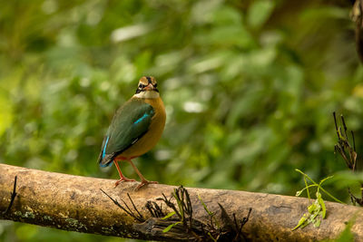 Close-up of bird perching on branch