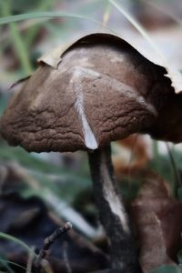 Close-up of dry mushroom growing on land