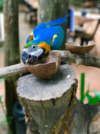 Close-up of parrot perching on wooden post