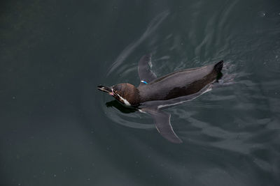 High angle view of mallard duck swimming in lake