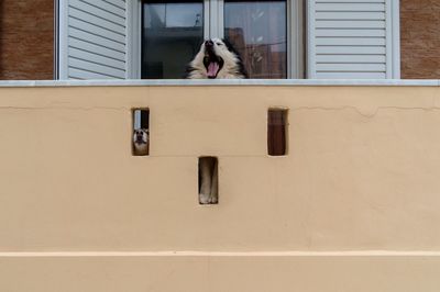 View of a cat looking through window