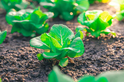 High angle view of fresh green plant on field