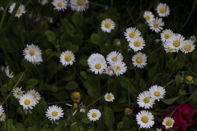 Close-up of white daisy flowers