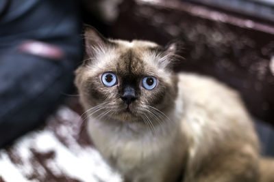 Close-up portrait of cat