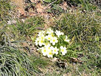 High angle view of flowers blooming on field