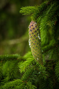 Beautiful, young spruce tree cones with resin dripping. spring scenery, christmas decoration.