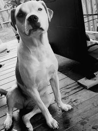 Dog sitting on floor