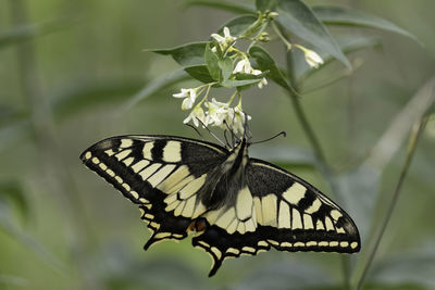 Close-up of butterfly pollinating on flower