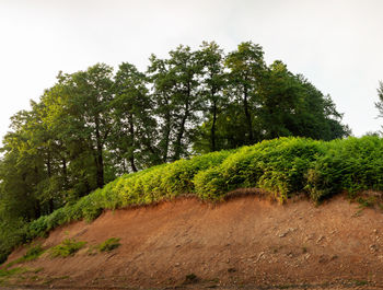 Trees growing on field against sky