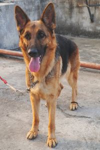 Portrait of dog