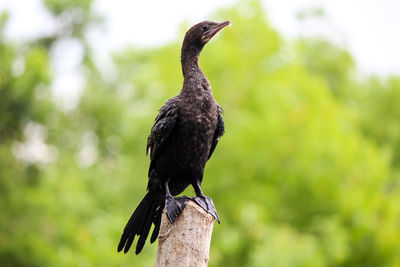 Close-up of bird perching on a tree