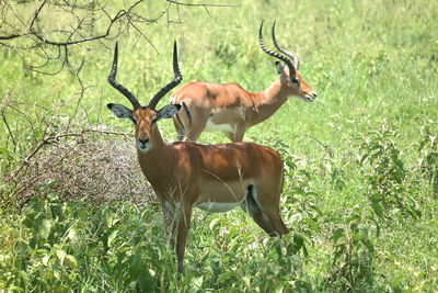 Deer standing on field