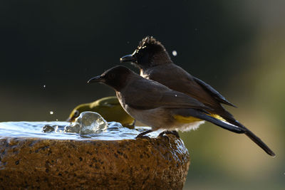 Close-up of birds perching on water