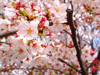 Close-up of cherry blossom