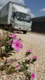 Close-up of pink flowering plant against sky