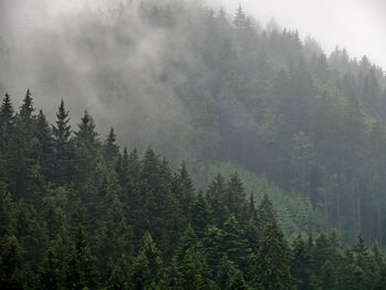 Pine trees in forest