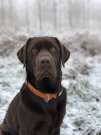 Close-up portrait of a dog