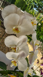 Close-up of white rose flower