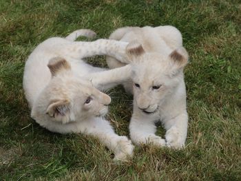 High angle view of two cats relaxing on field