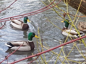 Ducks swimming on lake