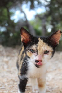 Close-up portrait of a cat