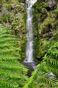 Scenic view of waterfall in forest