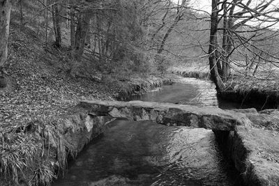 Bare trees in forest