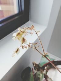 Close-up of white flowering plant on table at home