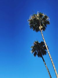 Low angle view of coconut palm tree against clear blue sky