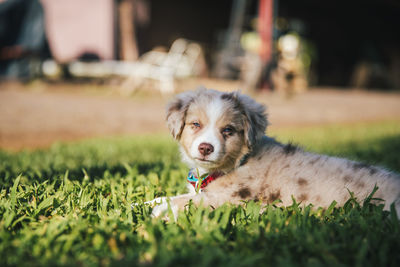 Dog looking away on field