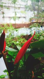 Close-up view of red leaf