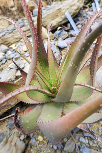 Close-up of succulent plant