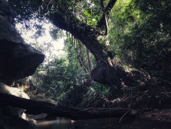 Trees in forest