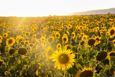 Sunflowers blooming in field